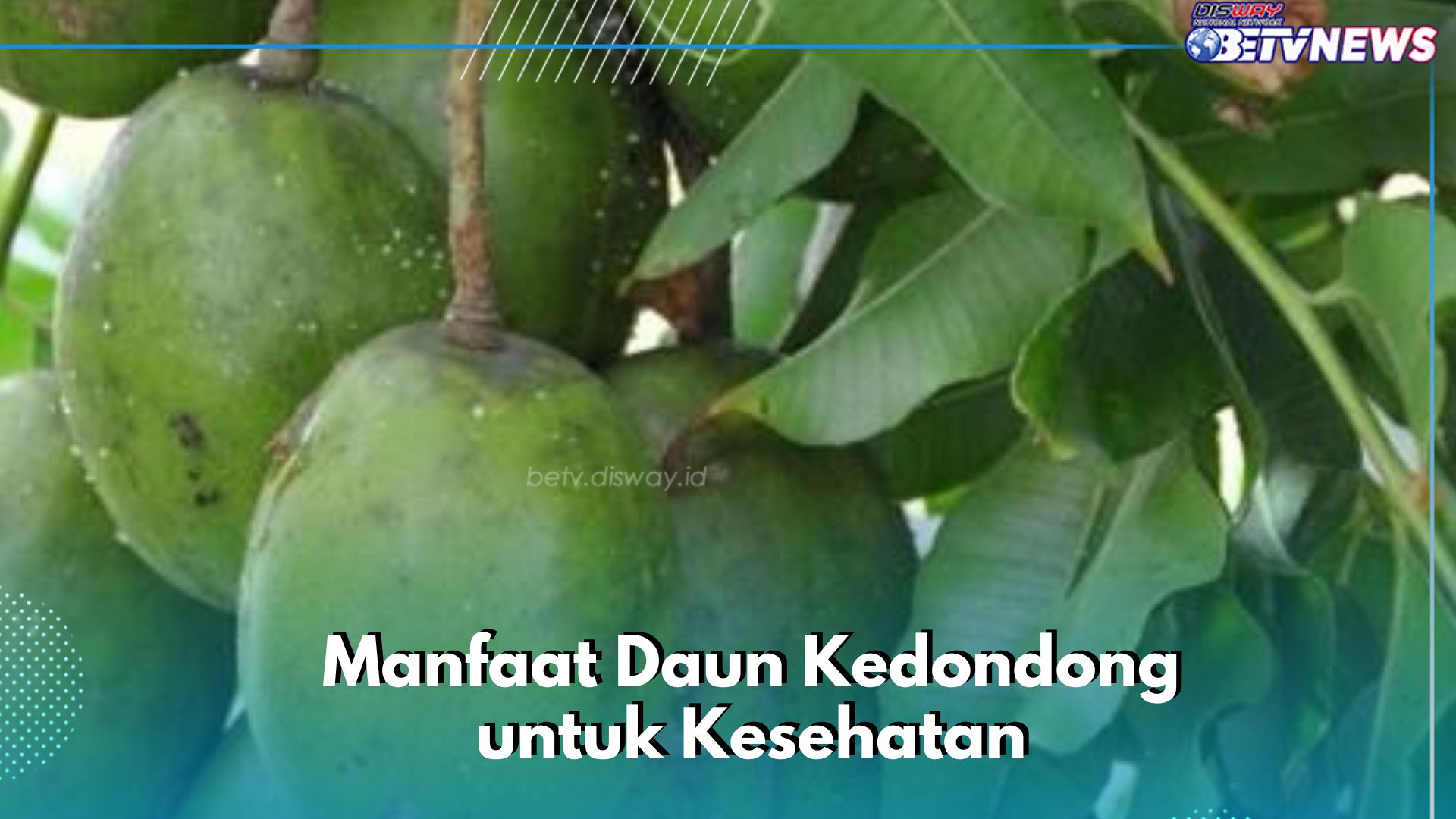 Bisa Mencegah Penyakit Jantung, Cukup Konsumsi Daun Kedondong, Cek Manfaat di Sini
