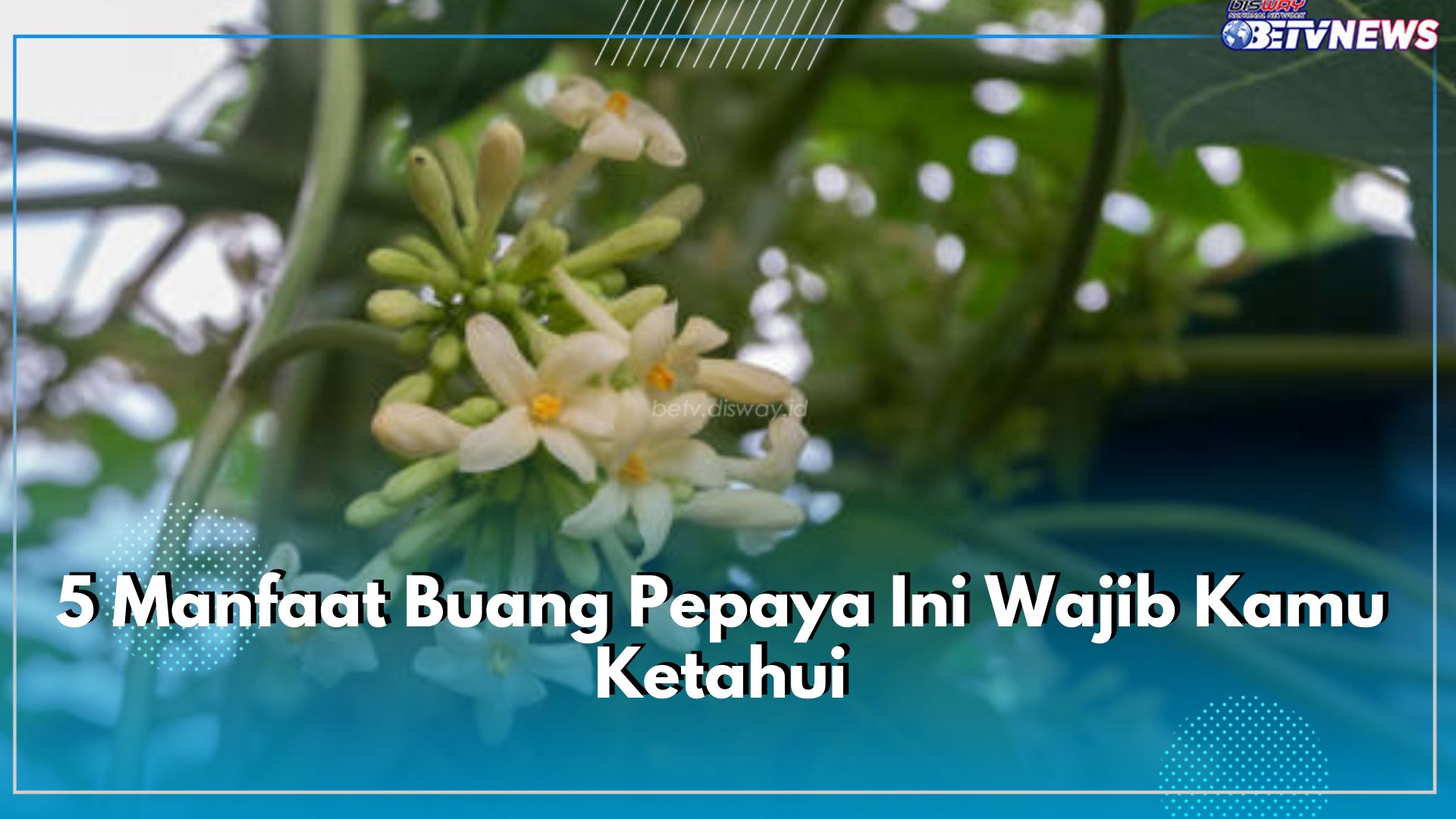 5 Manfaat Buang Pepaya Ini Wajib Kamu Ketahui, Tak Kalah Khasiatnya dengan Buahnya