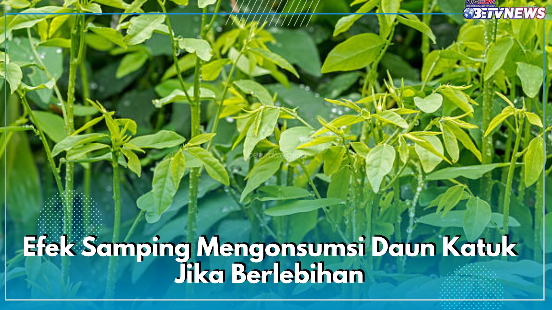 Baik untuk Kesehatan, Perhatikan Efek Samping Mengonsumsi Daun Katuk Jika Berlebihan!