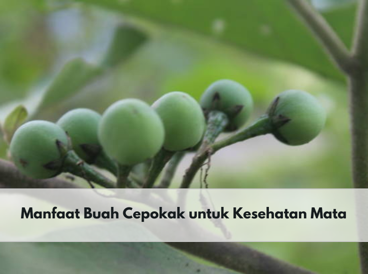 Kecil Namun Berhasiat, Ini Manfaat Buah Cepokak untuk Atasi Masalah Mata, Dapat Cegah Mata Minus