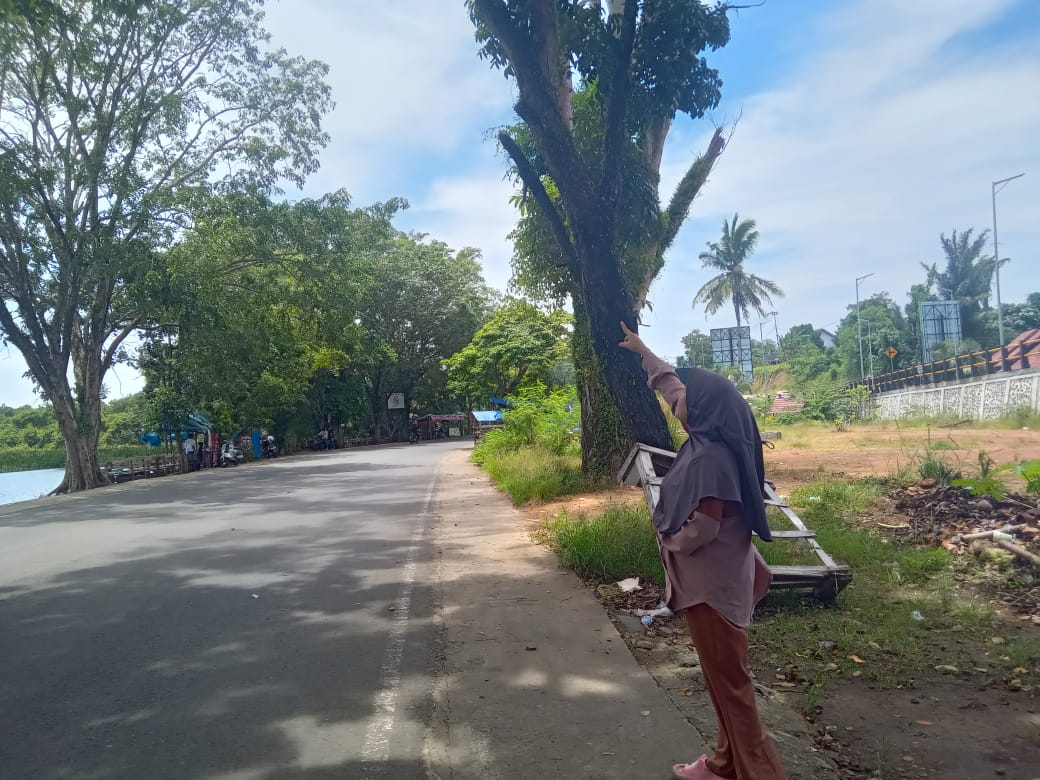 Pedagang UMKM di Kawasan DDTS Khawatirkan Pohon Mati yang Berpotensi Tumbang