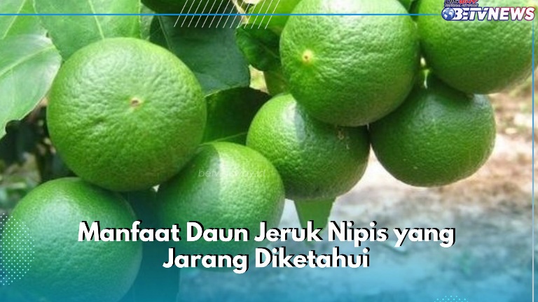 Mampu Menurunkan Peradangan, Ini Manfaat Daun Jeruk Nipis yang Bisa Kamu Temukan