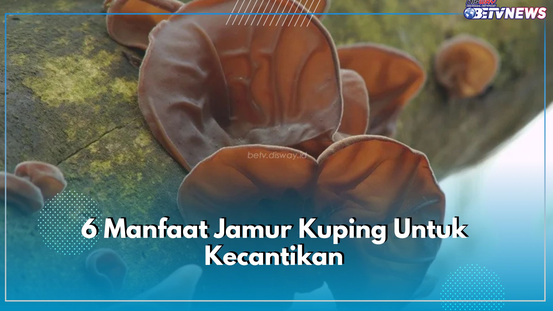 Kaya Nutrisi Penting, Ini 6 Manfaat Jamur Kuping Untuk Kecantikan