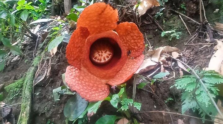 Puspa Langka, Rafflesia Jenis Kemumuensis Ditemukan Kembali Mekar di Bengkulu Utara