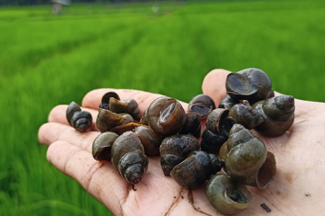 Simak di Sini! 5 Manfaat Keong Sawah yang Jarang Diketahui