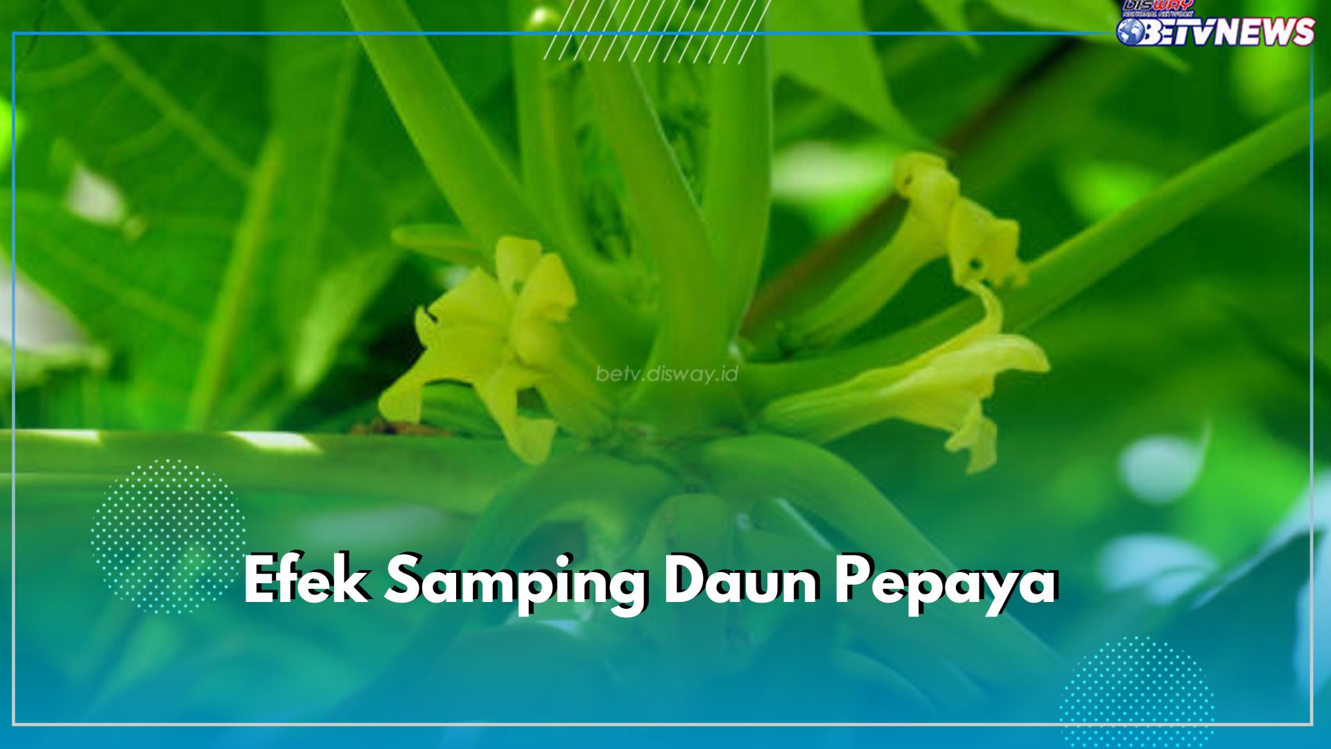 Ingat Jangan Berlebihan! Efek Samping Daun Pepaya Ini Berbahaya Bagi Kesehatan Tubuh Kamu