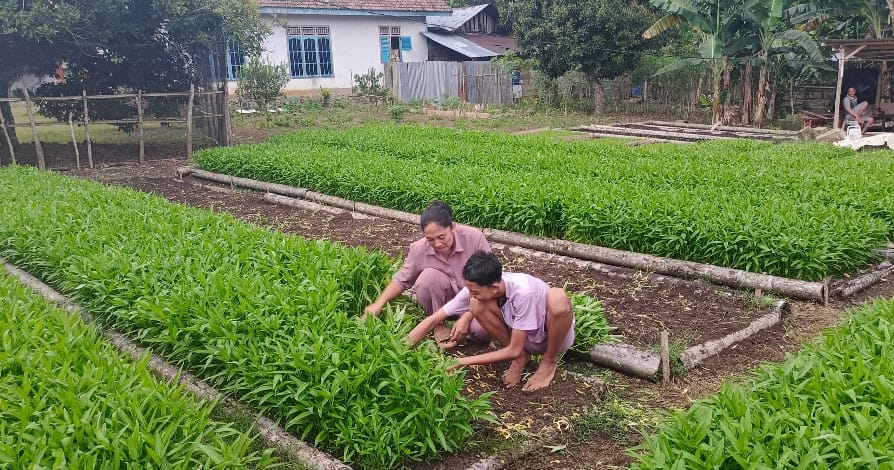 Warga Seluma Manfaatkan Pekarangan Rumah Jadi Kebun Sayuran, Ciptakan Sumber Penghasilan Baru