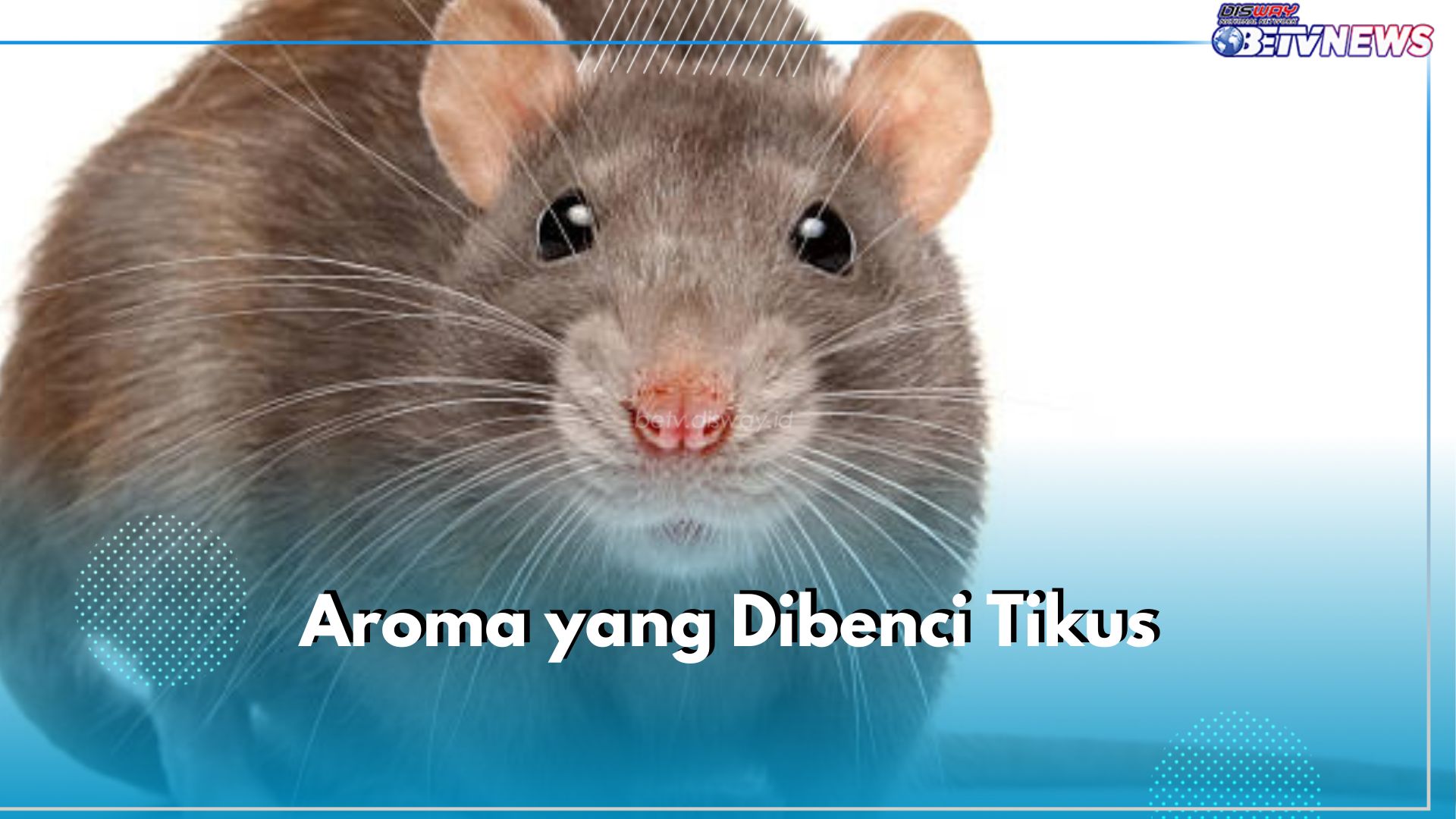 5 Aroma Ini Sangat Dibenci oleh Tikus, Gunakan untuk Halau Mereka dari Rumah!