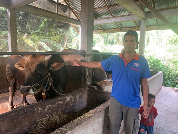 Jelang Idul Adha, Peternak Gangsar Seluma Sejahtera Siapkan Sapi Kurban untuk Presiden