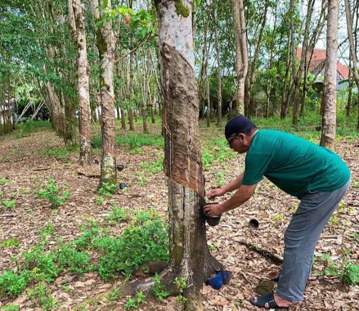 Harga Karet di Bengkulu Stabil Tembus Rp12.000 Per Kilogram