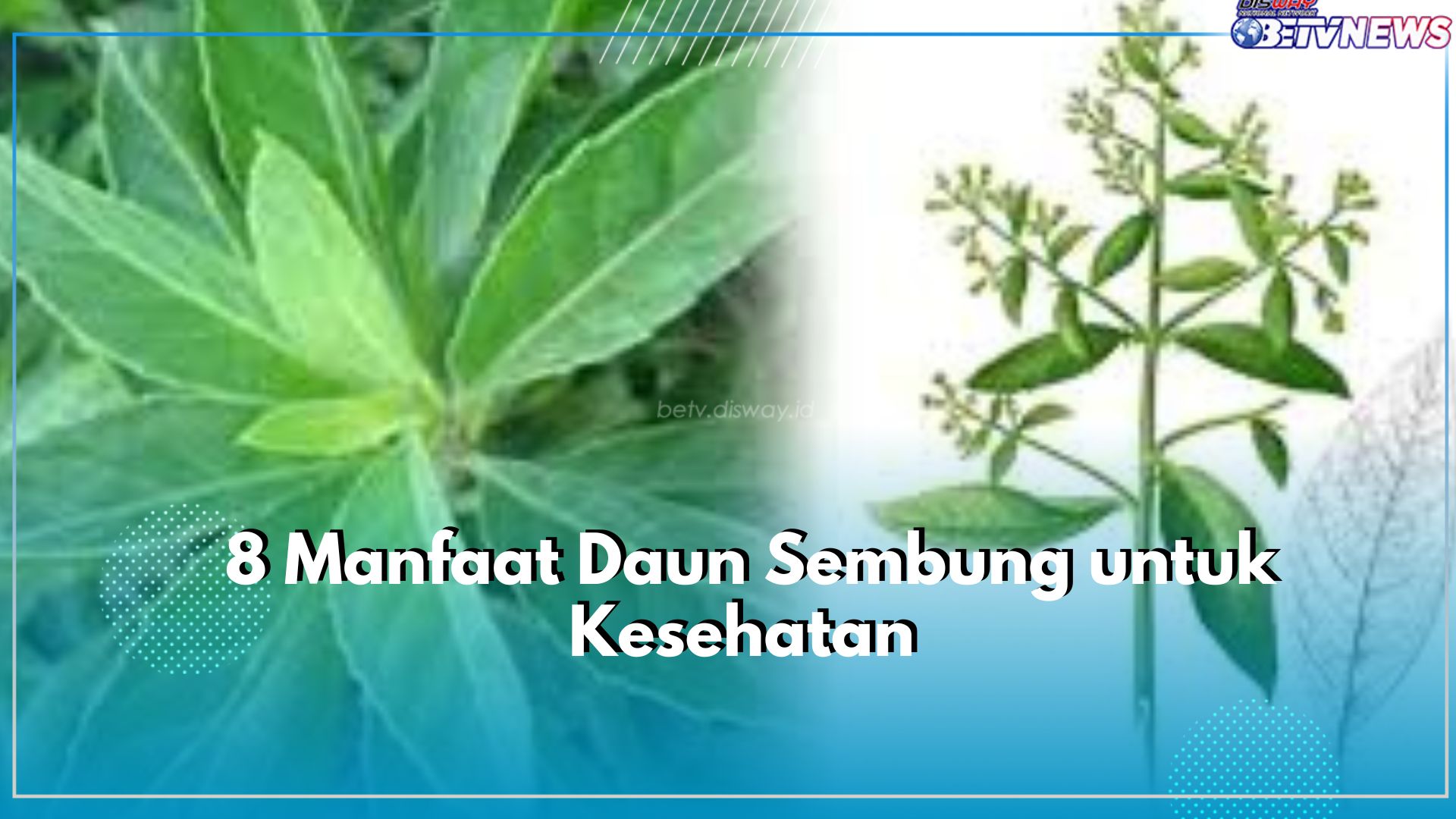 Taukah Kamu? Konsumsi Daun Sembung Ternyata dapat Mengatasi Sakit Asma, Cek 7 Manfaat Lainnya Disini!