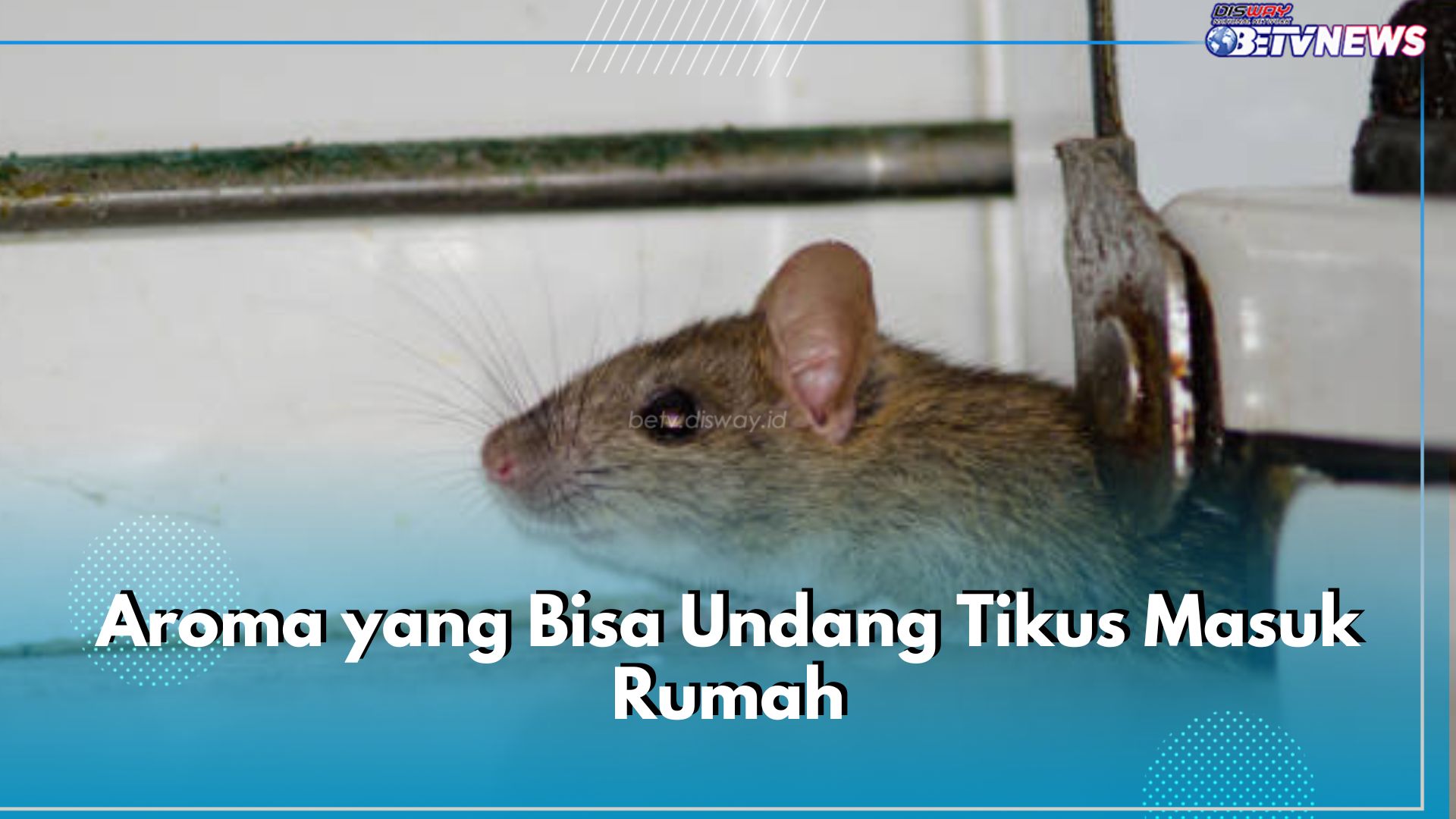 Hati-hati Bun! 5 Aroma Ini Bisa Undang Tikus Masuk Rumah, Salah Satunya Aroma Minyak