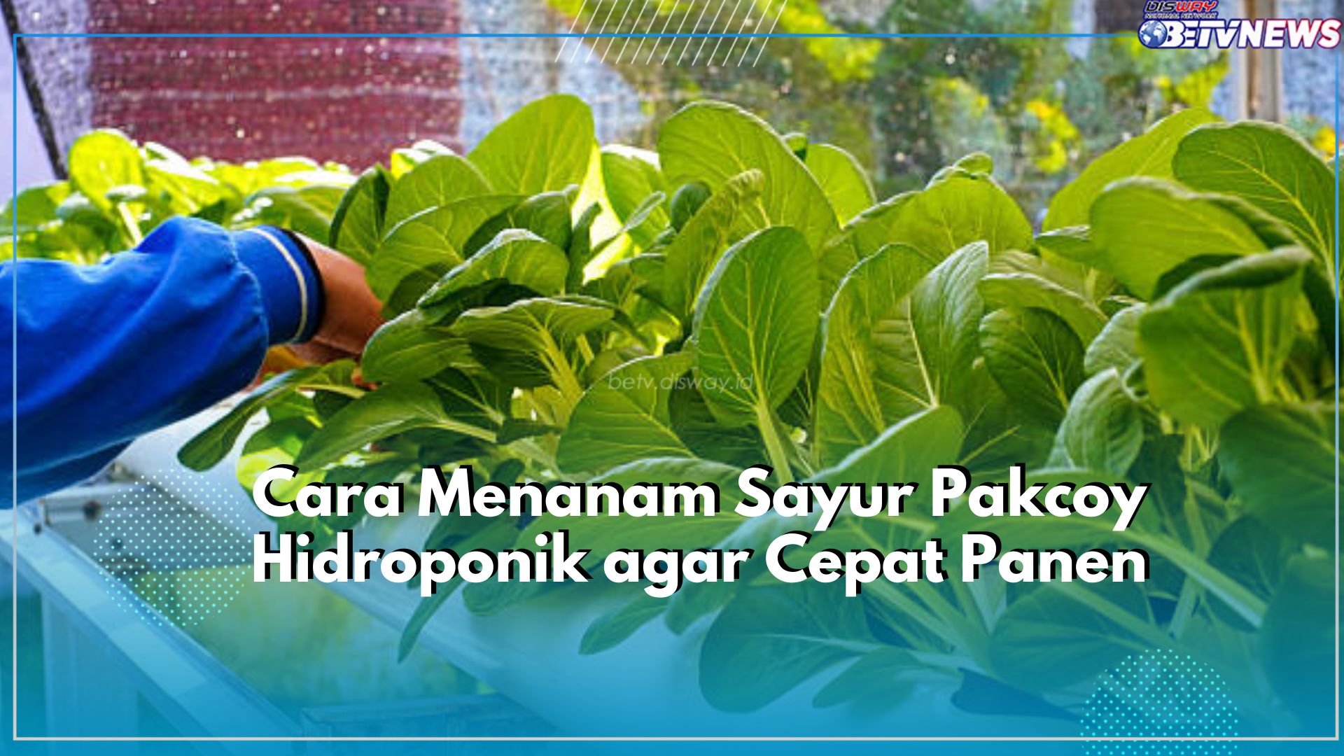 Tanam Sayur Pakcoy dengan Sistem Hidroponik Dapat Tumbuh Segar dan Cepat Panen, Yuk Cobain!