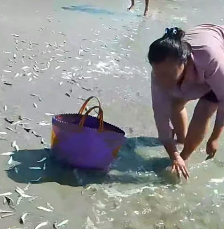 Viral Fenomena Ribuan Ikan Terdampar di Pantai Seluma, Ini Kata Kadis Perikanan