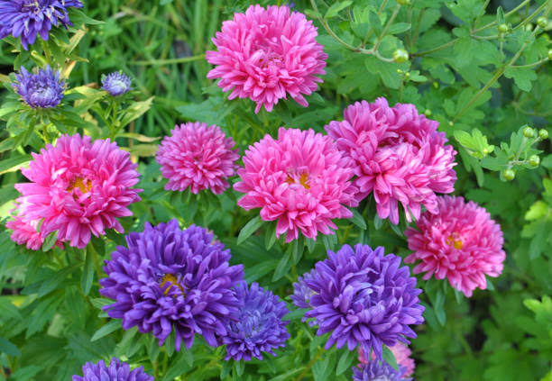 7 Langkah Menanam dan Merawat Bunga Aster Sendiri di Rumah, Cocok Buat Pekebun Pemula