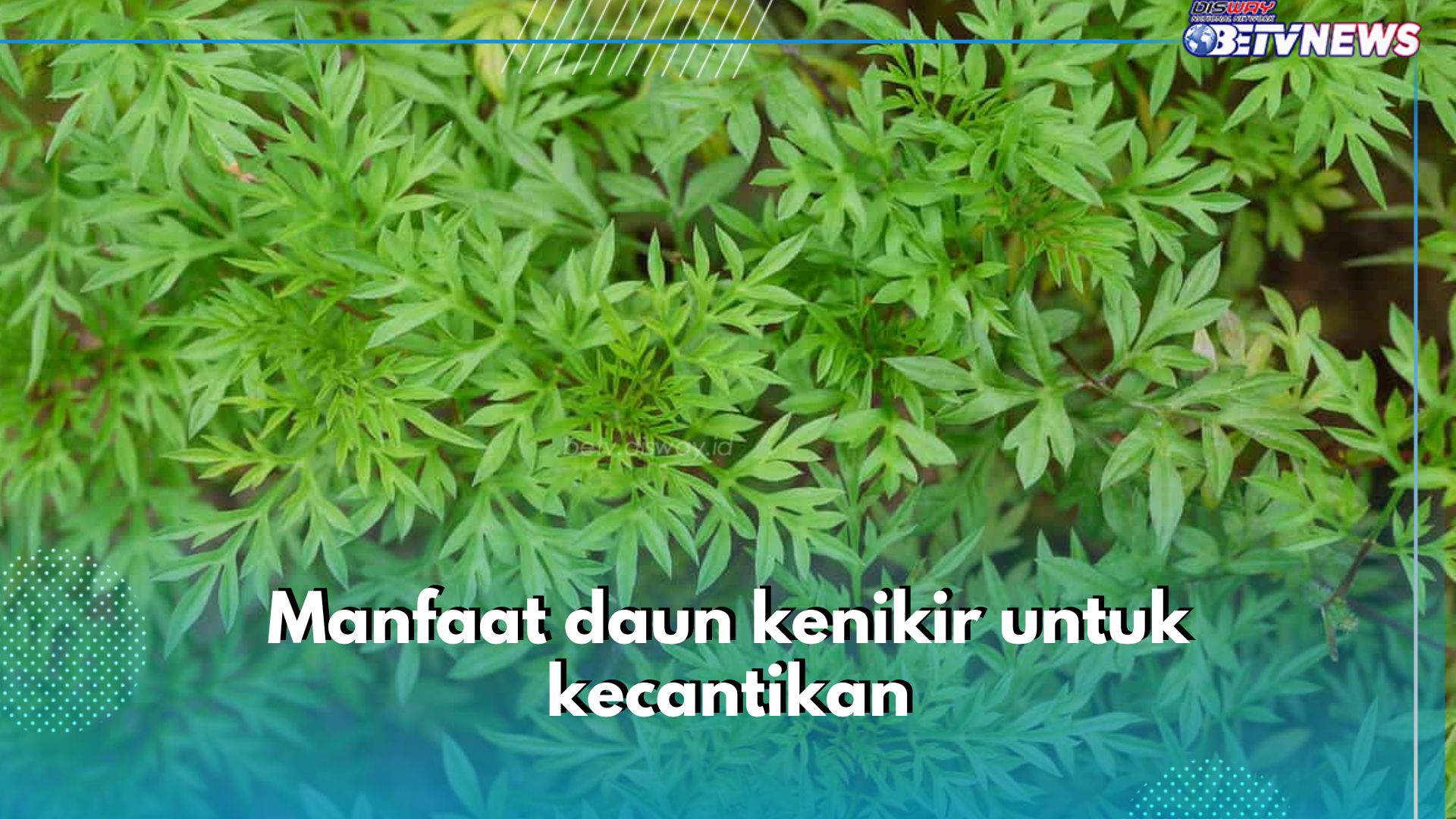 Cerahkan Kulit hingga Halau Mata Panda, Ini 6 Manfaat Daun Kenikir untuk Kecantikan