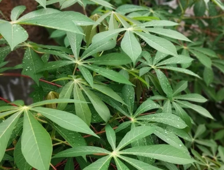 Cek Disini! Keunggulan Penggunaan Masker Daun Singkong untuk Kulit Wajah