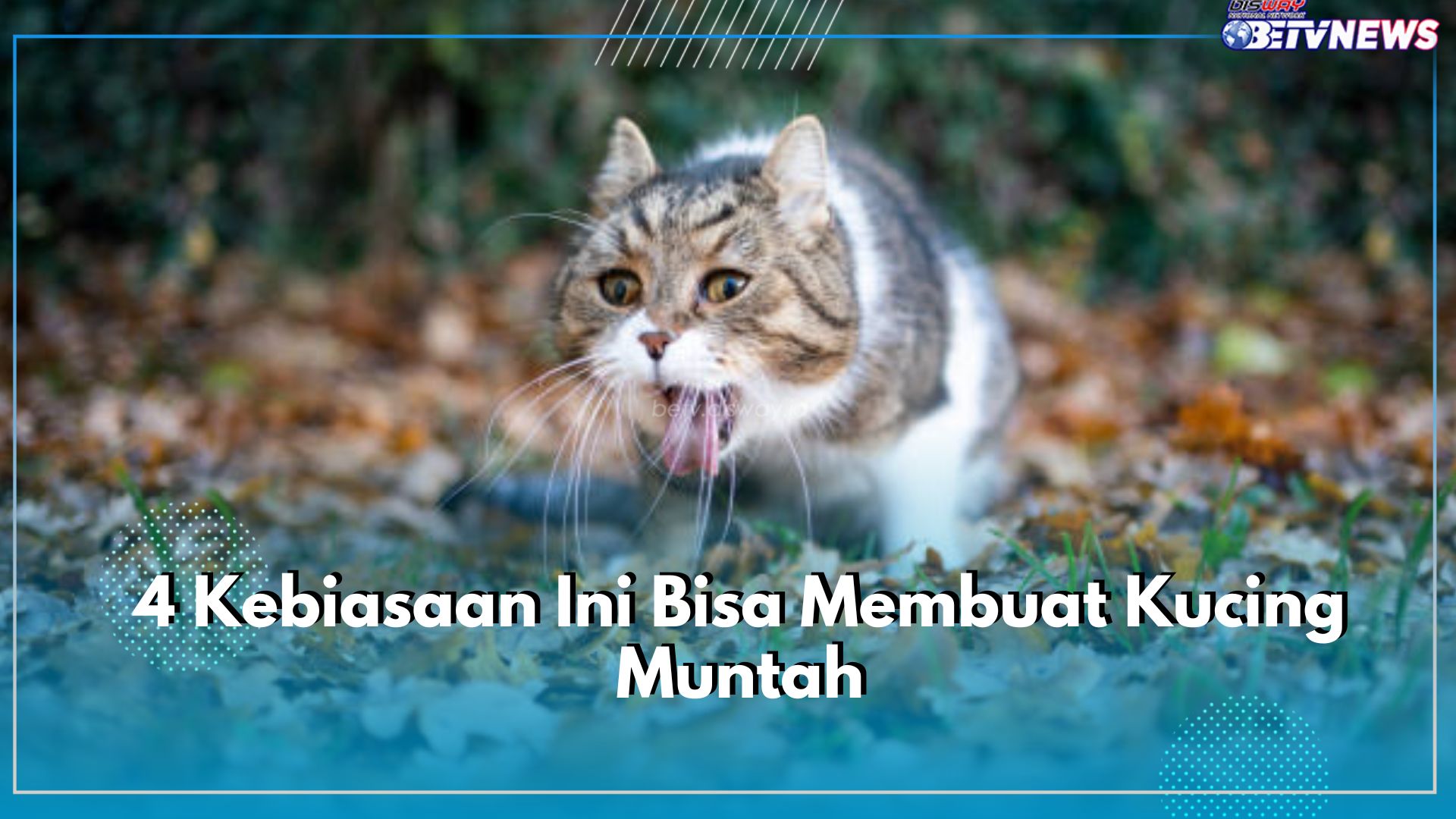 Jangan Diabaikan, 4 Kebiasaan Ini Bisa Membuat Kucing Muntah
