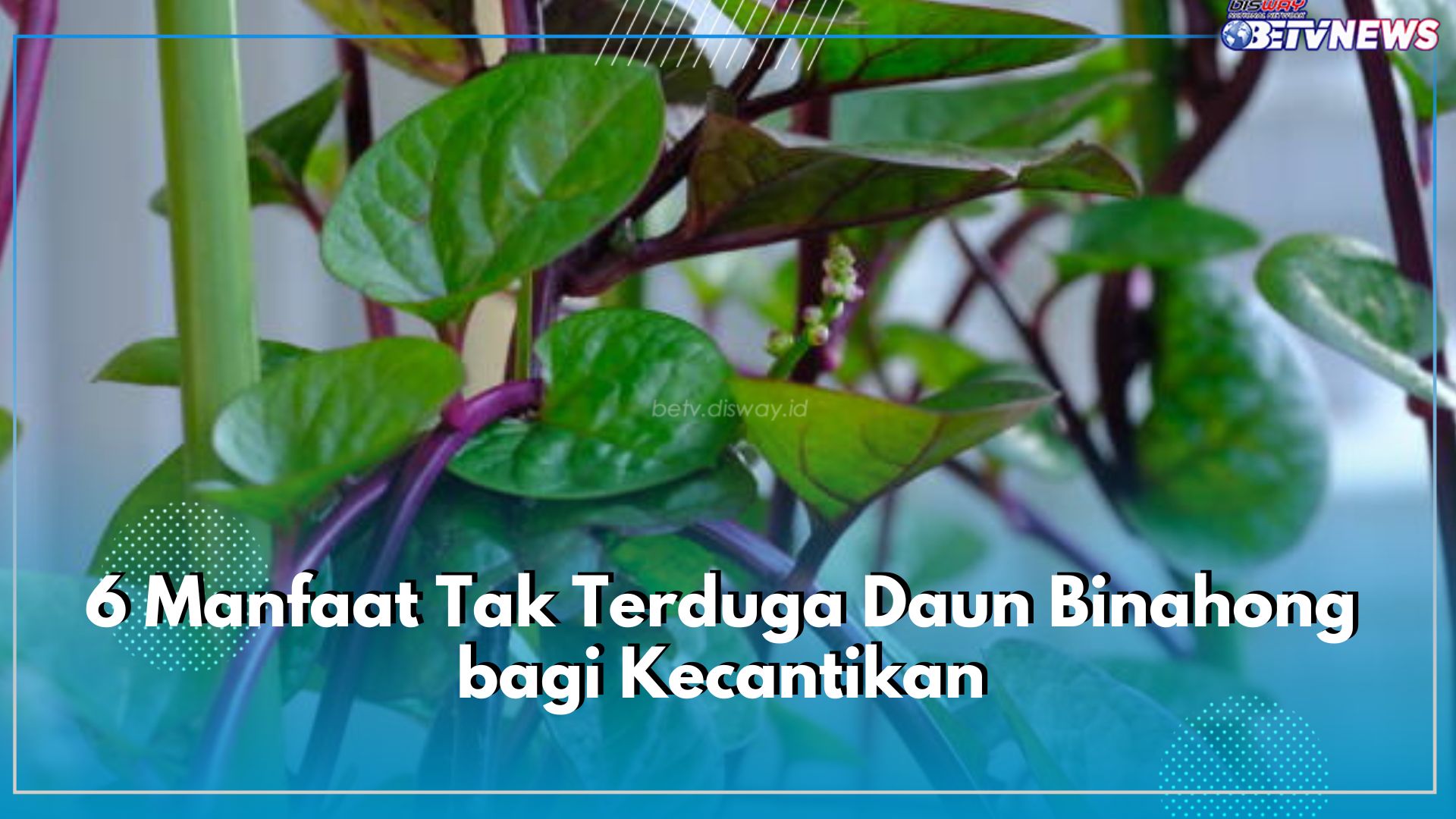 Lama Digunakan Sebagai Obat Herbal, Ini Dia 6 Manfaat Tak Terduga Daun Binahong bagi Kecantikan