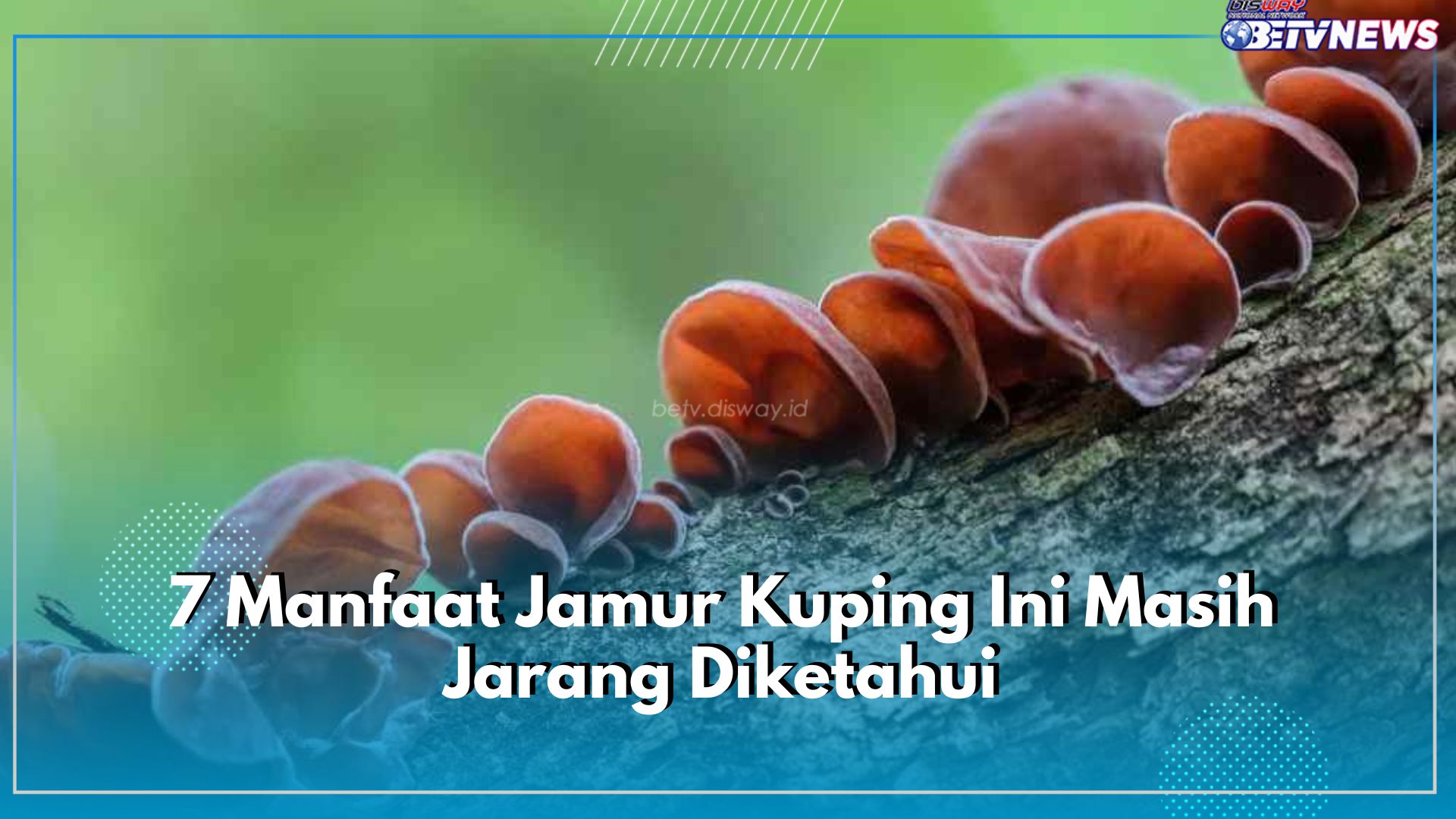 7 Manfaat Jamur Kuping Ini Masih Jarang Diketahui, Cek dan Dapatkan Khasiatnya untuk Kesehatan