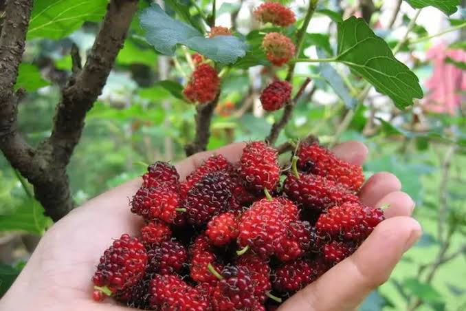 5 Efek Samping Buah Murbei yang Perlu Anda Ketahui
