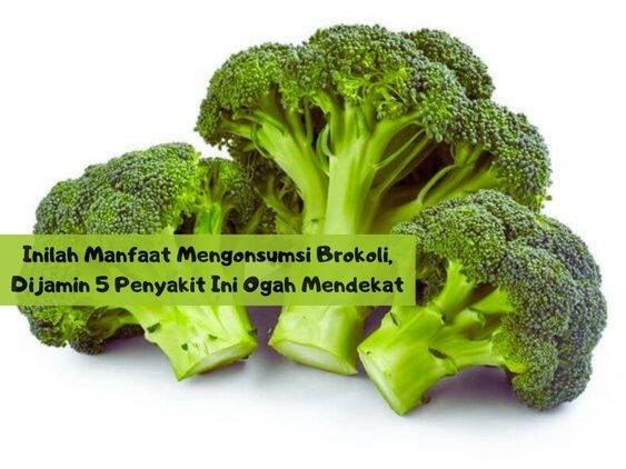 Inilah Manfaat Mengonsumsi Brokoli, Dijamin 5 Penyakit Ini Ogah Mendekat