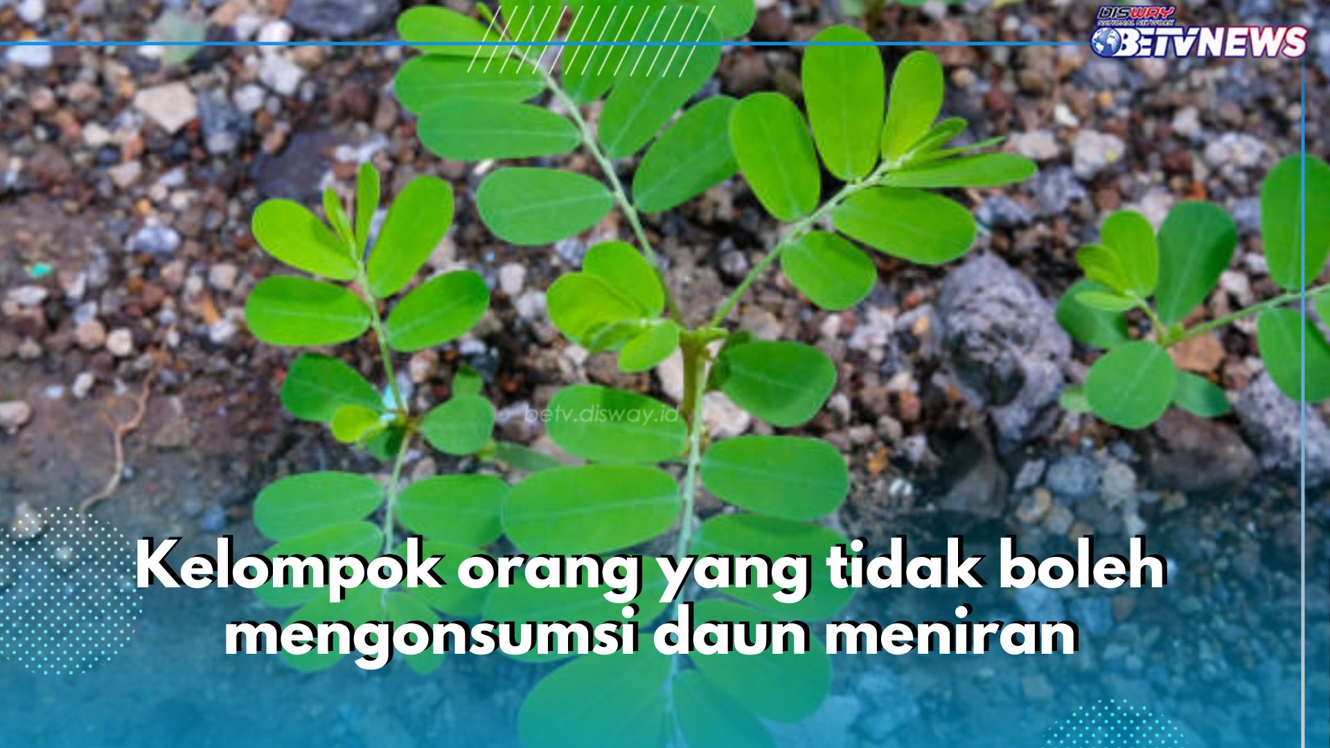 5 Kelompok Orang Ini Tidak Boleh Konsumsi Daun Meniran, Simak Alasannya di Sini!