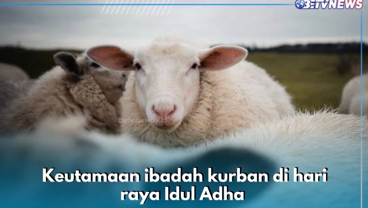 Dapat Kebaikan dari Setiap Helai Bulunya, Ini 7 Keutamaan Ibadah Kurban di Hari Raya Idul Adha