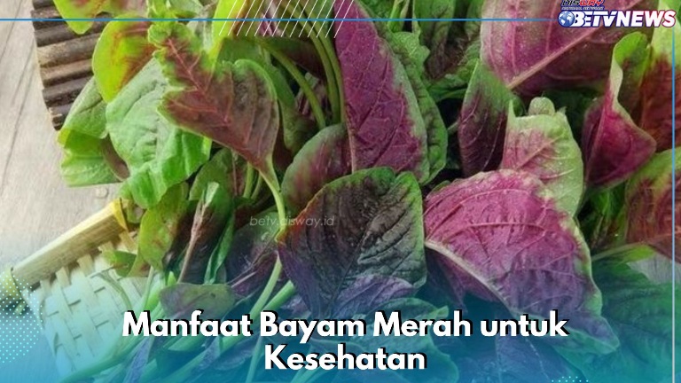 Ini Manfaat Bayam Merah yang Ditawarkan, Dipercaya Dapat Mencegah Anemia