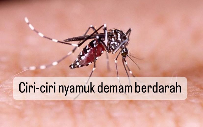 Kenali 6 Ciri-ciri Nyamuk Demam Berdarah di Sini, Salah Satunya Menyukai Tempat Lembap, Yuk Cek yang Lain
