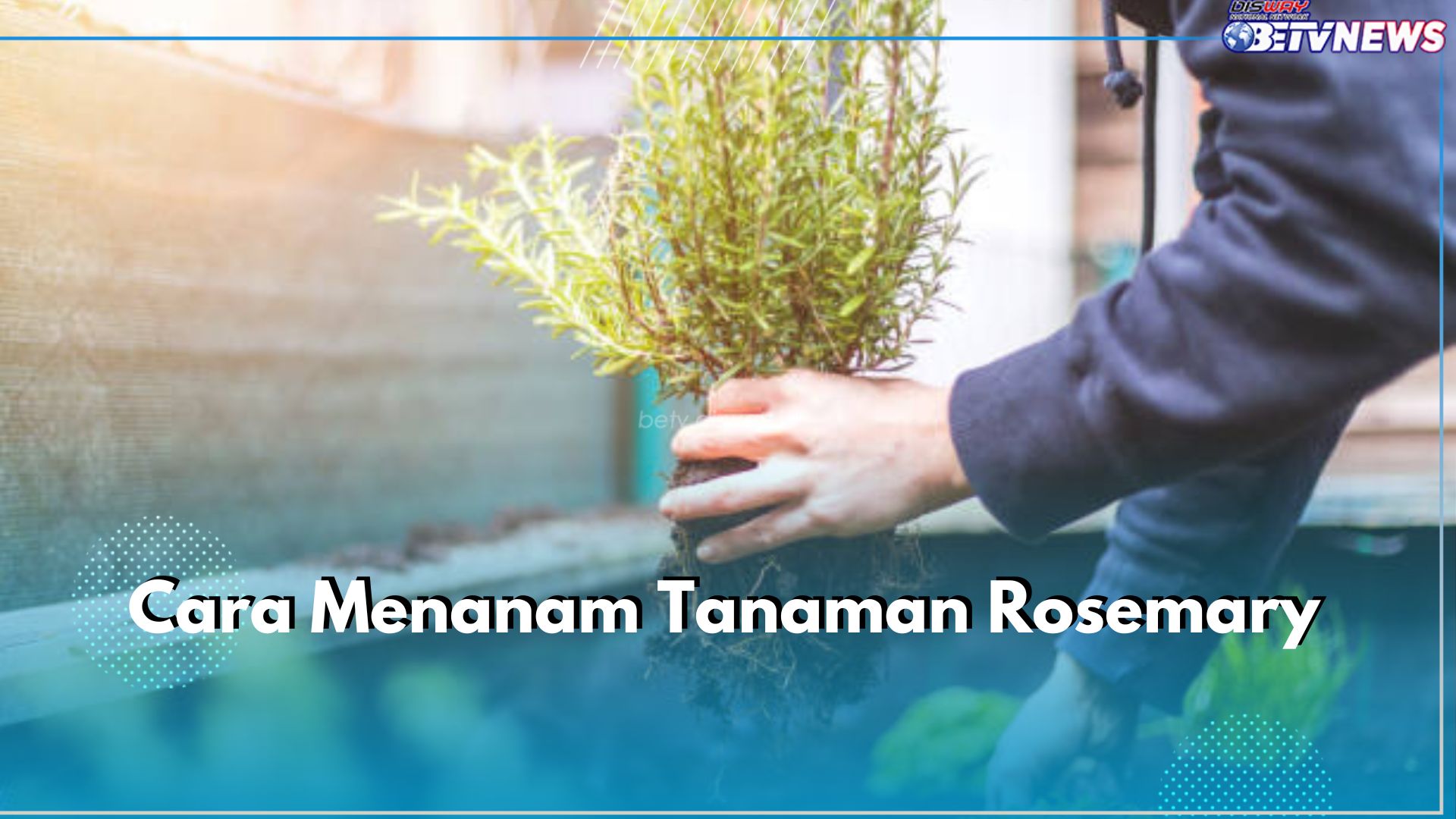 Ini Cara Mudah Menanam Rosemary Sendiri di Rumah, Siap Jadi Herbal yang Sedia Setiap Saat