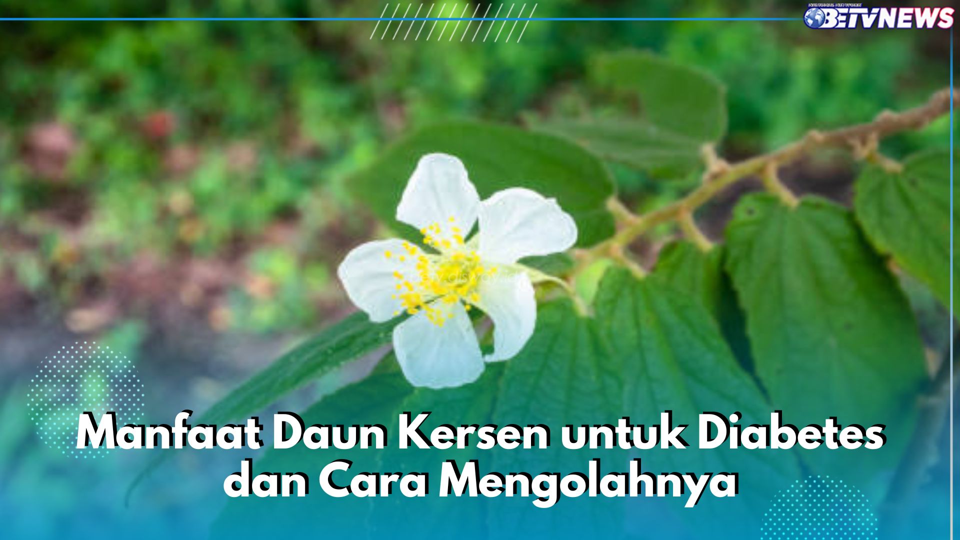 Ini Sederet Manfaat Daun Kersen untuk Diabetes, Cek Juga Cara Mengolahnya di Sini!