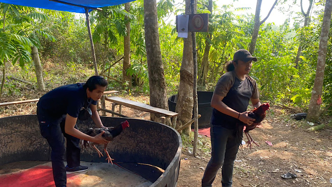 Gelanggang Sabung Ayam Digrebek Satreskrim Polres Kaur