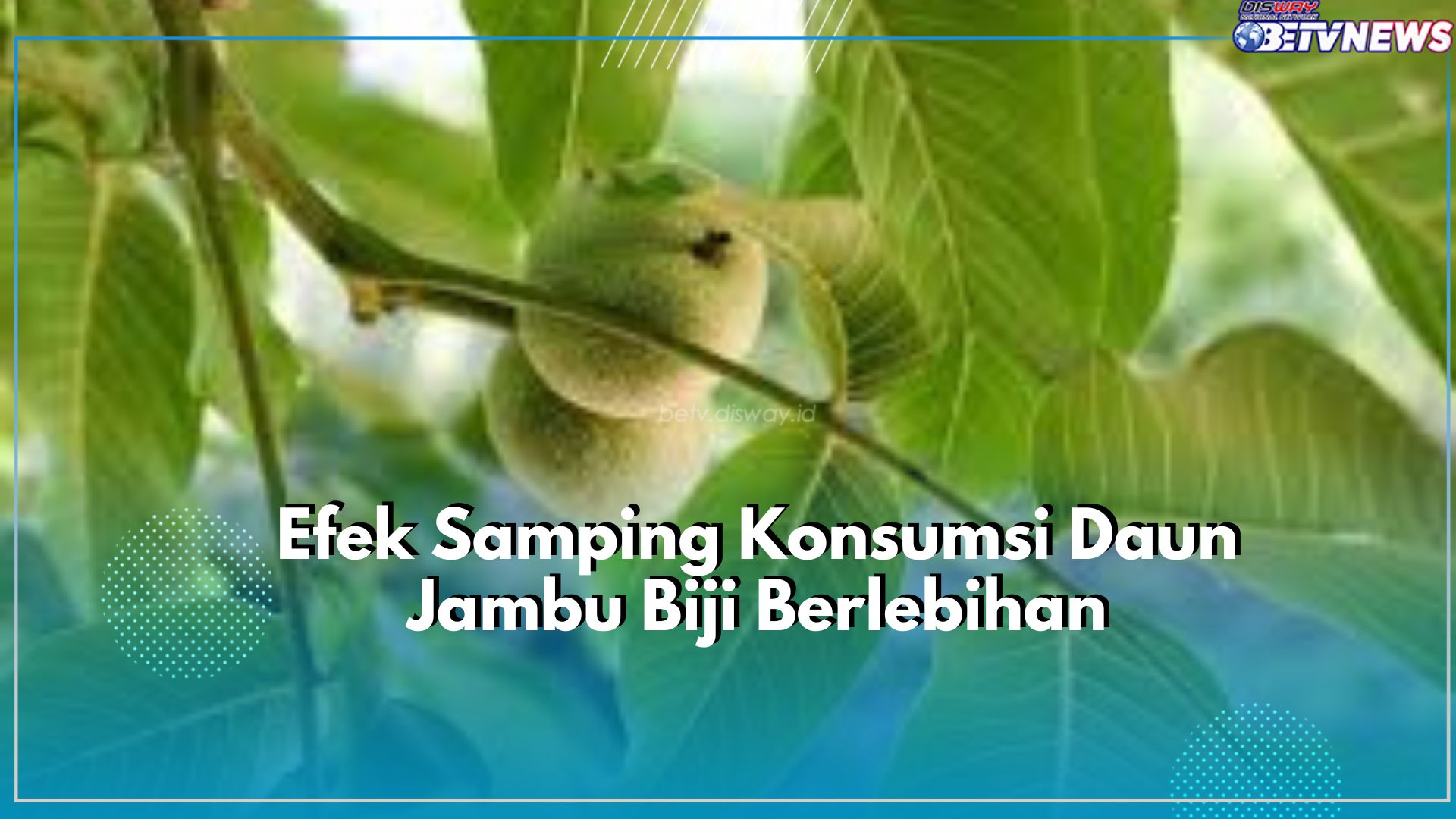 Waduh Ternyata Berbahaya! Inilah Efek Samping Konsumsi Daun Jambu Biji Berlebihan, Dapat Memicu Penyakit