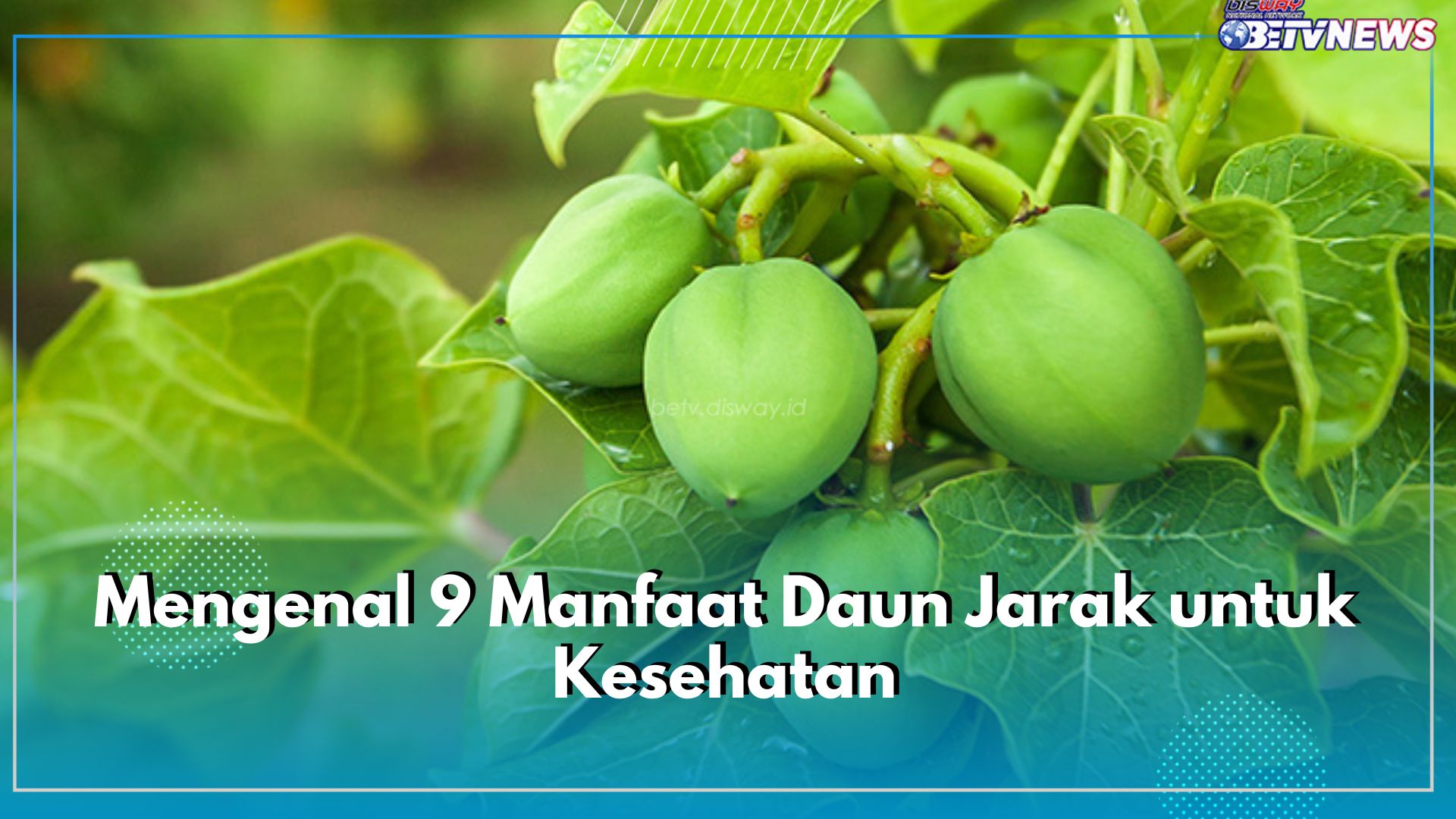 Mengenal 9 Manfaat Daun Jarak untuk Kesehatan, Cek Disini!