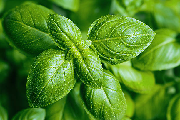 7 Manfaat Daun Basil Ini Sayang Dilewatkan, Cek Khasiatnya untuk Kecantikan Kulit Wajah