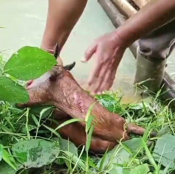 7 Kambing di PTPN VII Padang Pelawi Ditemukan Mati, Diduga Diserang Harimau