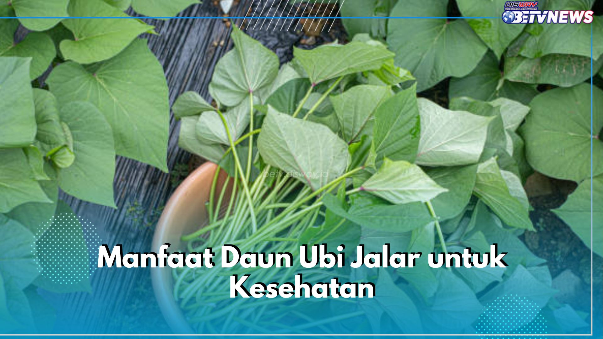 7 Manfaat Daun Ubi Jalar untuk Kesehatan, Bisa Bantu Kontrol Berat Badan