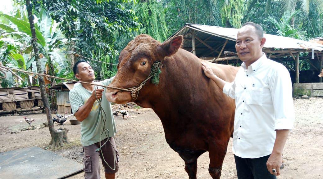 Barong, Sapi Bantuan Presiden Bobot 900 Kg Siap Disembelih di Seluma