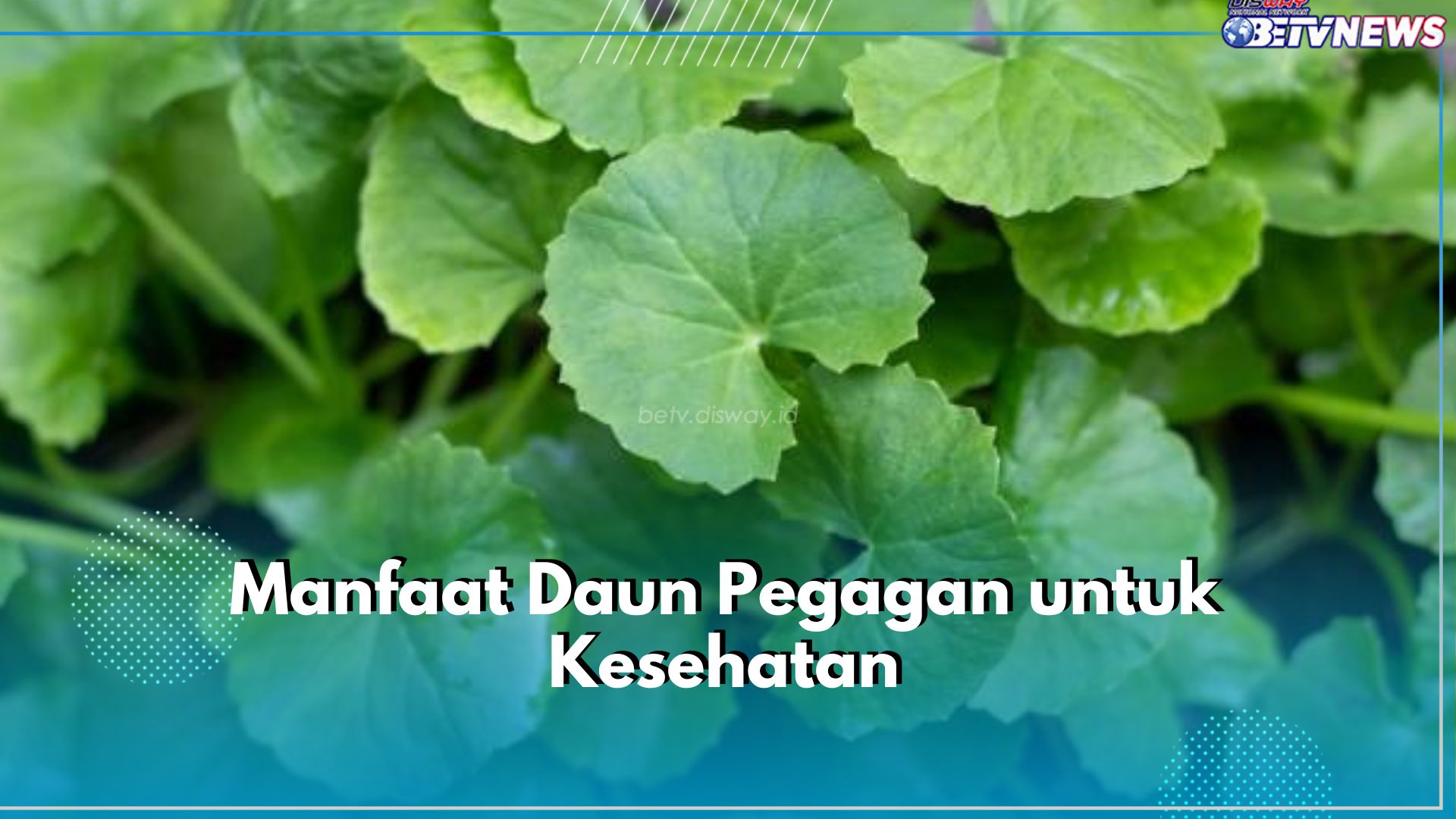 6 Manfaat Daun Pegagan untuk Kesehatan, Ampuh Tingkatkan Fungsi Otak hingga Jaga Kesehatan Jantung