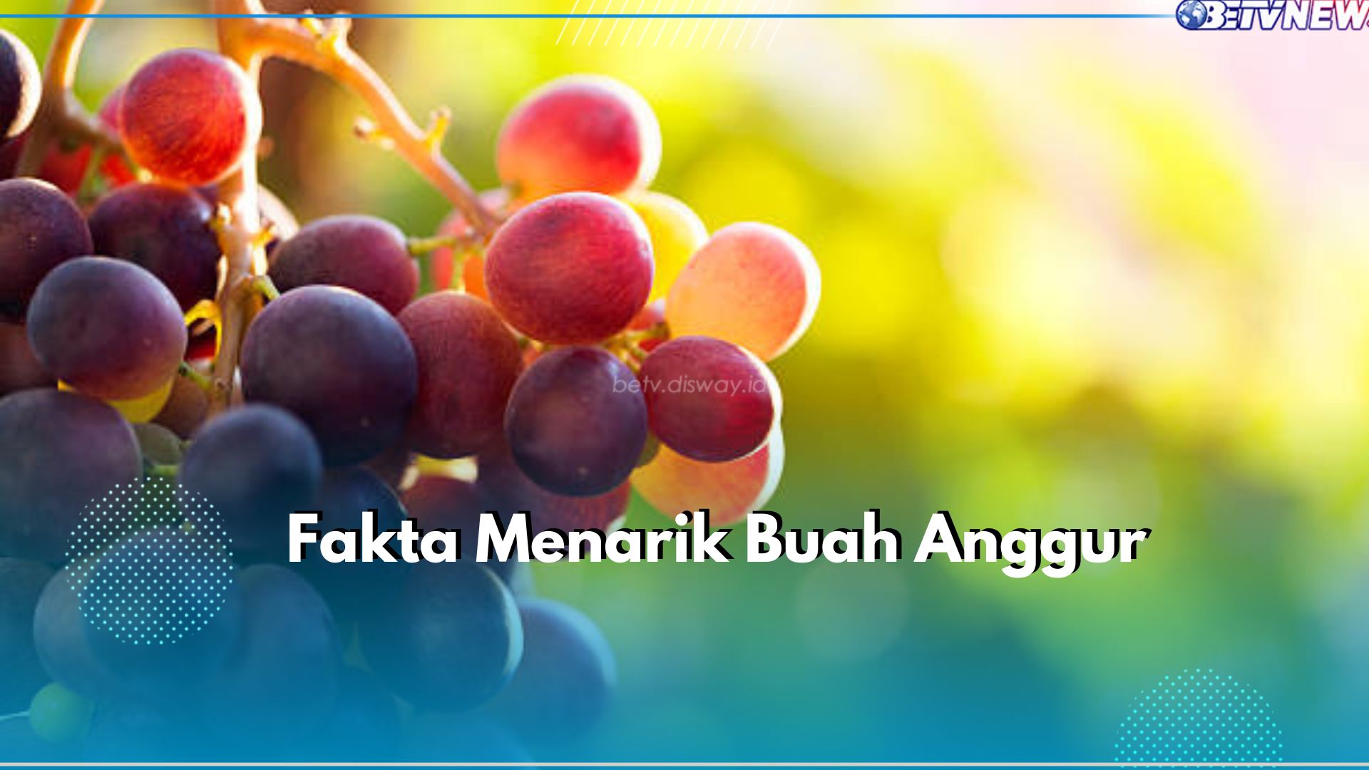 Kulik Yuk! Ini 4 Fakta Menarik Buah Anggur yang Perlu Kamu Ketahui