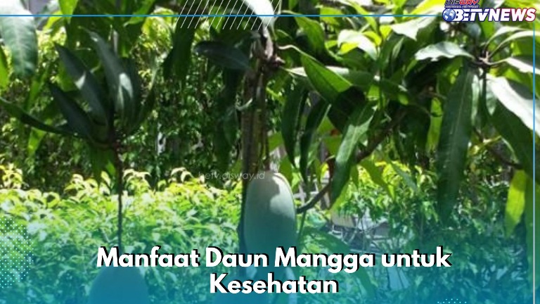 Daun Mangga Ampuh Menurunkan Risiko Diabetes, Cek Manfaat yang Ditawarkan di Sini