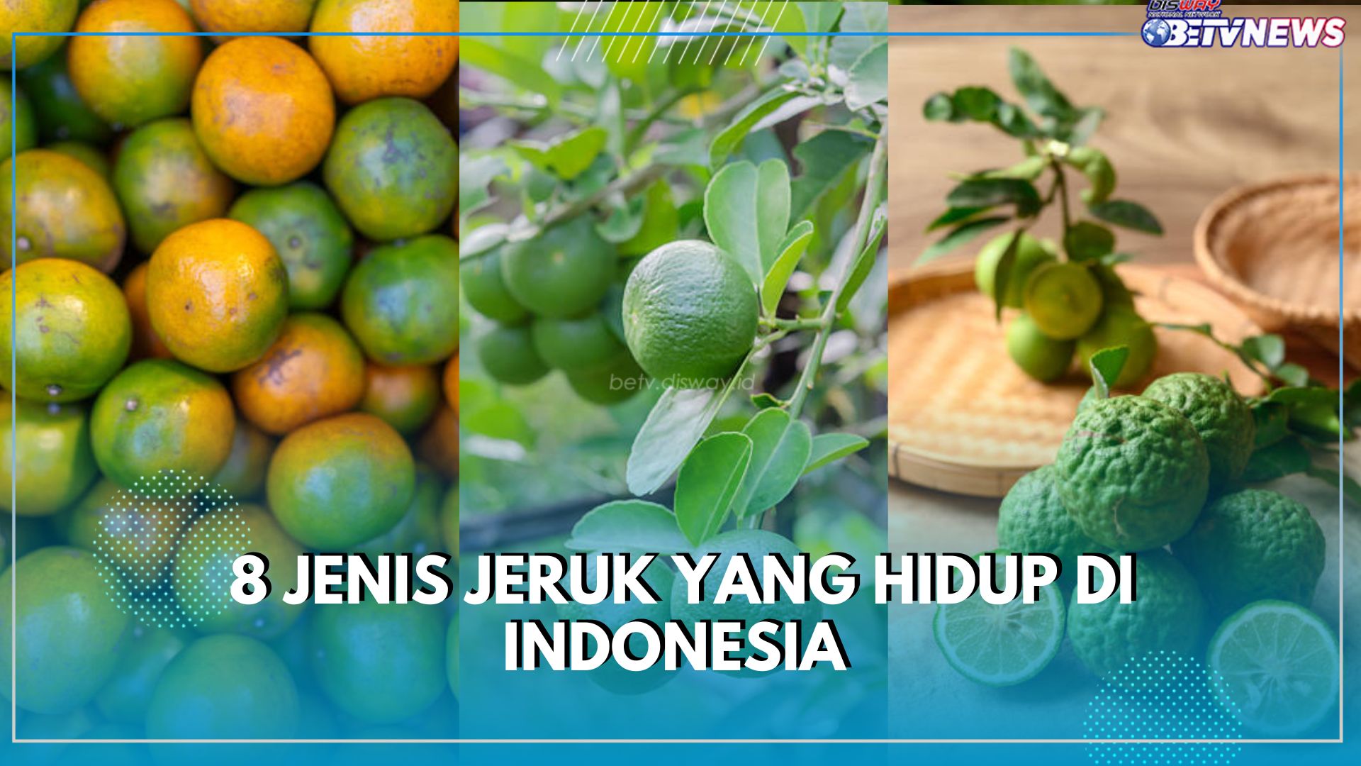 Tidak Hanya Jeruk Nipis, Maih Ada 8 Jenis Jeruk yang Hidup di Indonesia, Cek Daftarnya Disini!