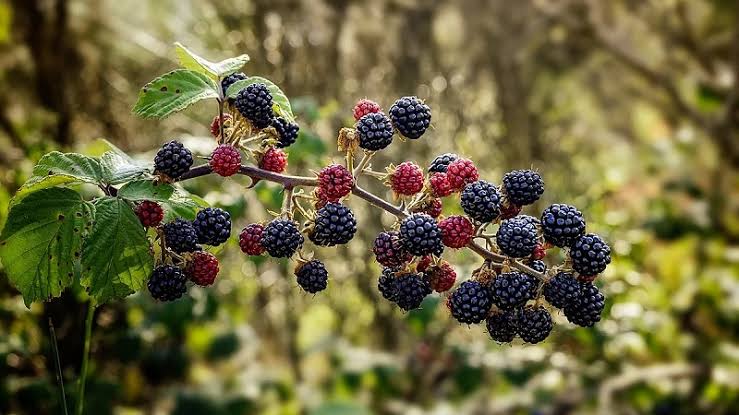 10 Manfaat Kesehatan Ini Bisa Diklaim Si Kecil dengan Mengonsumsi Buah Murbei, Cek Apa Saja Khasiatnya