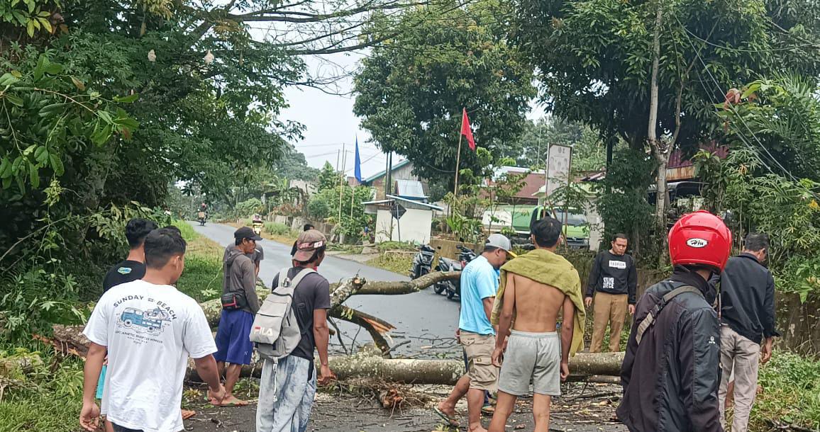 Pemotor yang Melintas Nyaris Tertimpa Pohon Tumbang di Bengkulu Utara