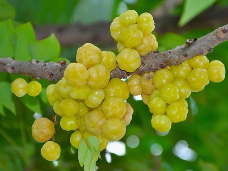 Luar Biasa! Inilah Sederet Manfaat Buah Cermai yang Jarang Sekali Diketahui, Ampuh Menjaga Sehatnya Mata