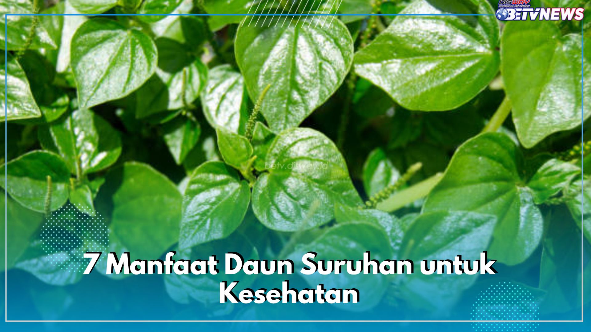 7 Manfaat Daun Suruhan untuk Kesehatan, Kerap Digunakan Sebagai Obat Herbal