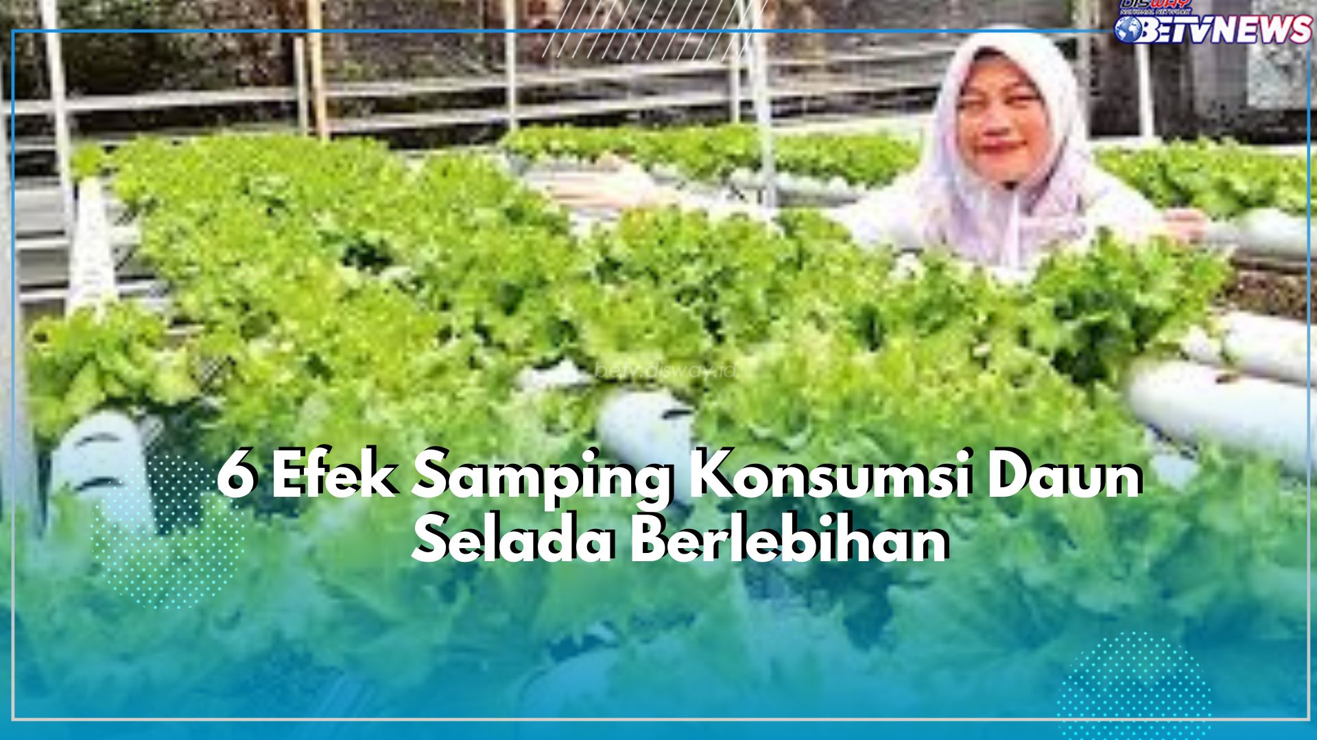 Taukah Kamu? Konsumsi Daun Selada Berlebihan Dapat Memicu Timbulnya Efek Samping, Klaim Disini!