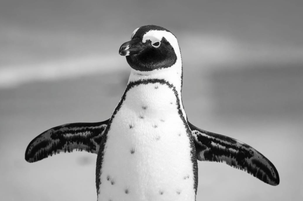 14 Oktober Memperingati Apa? Cek Daftarnya, Ada Hari Kesadaran Penguin Afrika Internasional