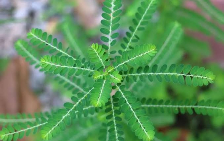 Ini Sejumlah Efek Samping Konsumsi Daun Meniran Secara Berlebihan, Batasi Ya!